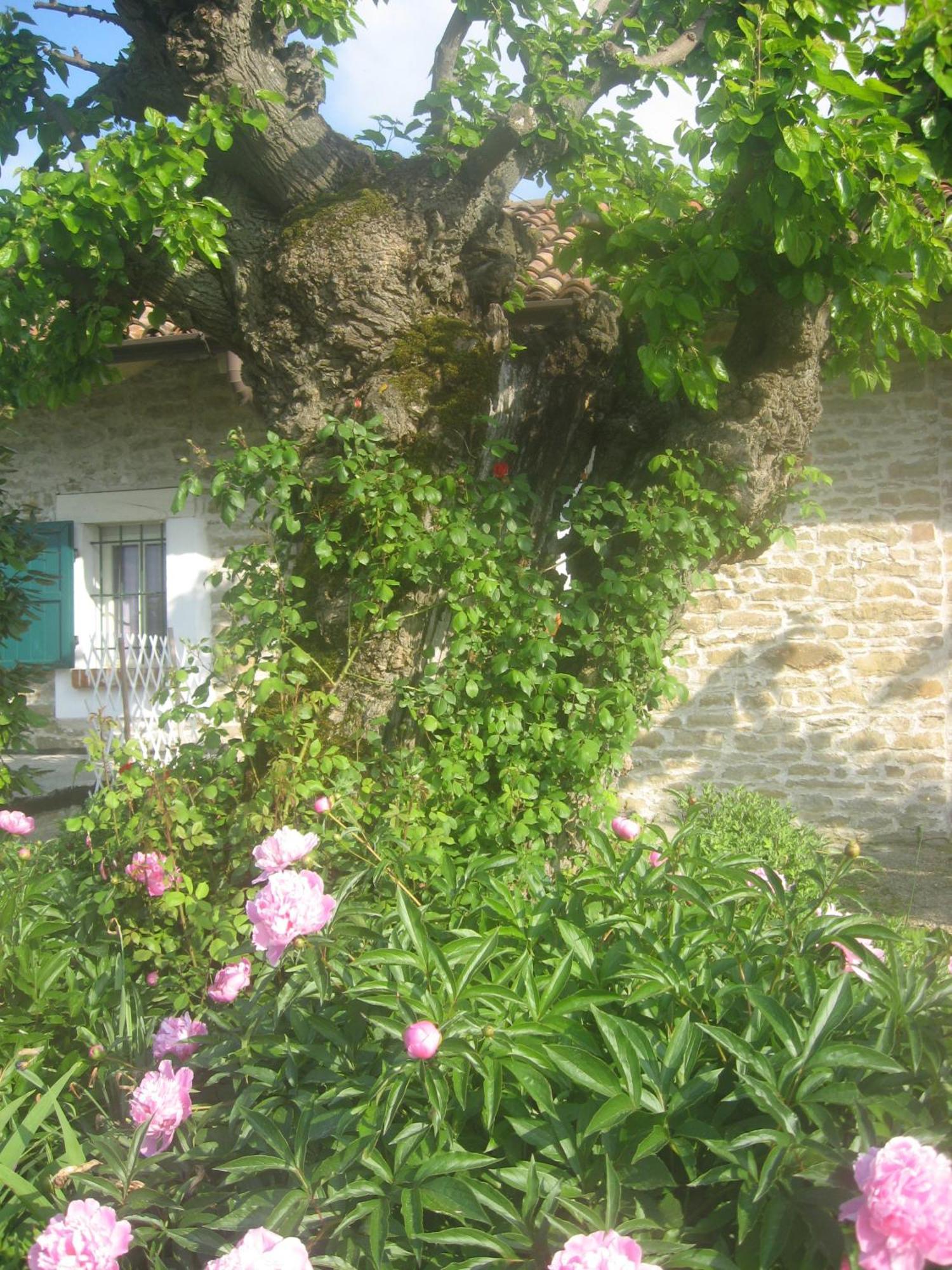 Agriturismo Cascina Serra Cossano Belbo 外观 照片