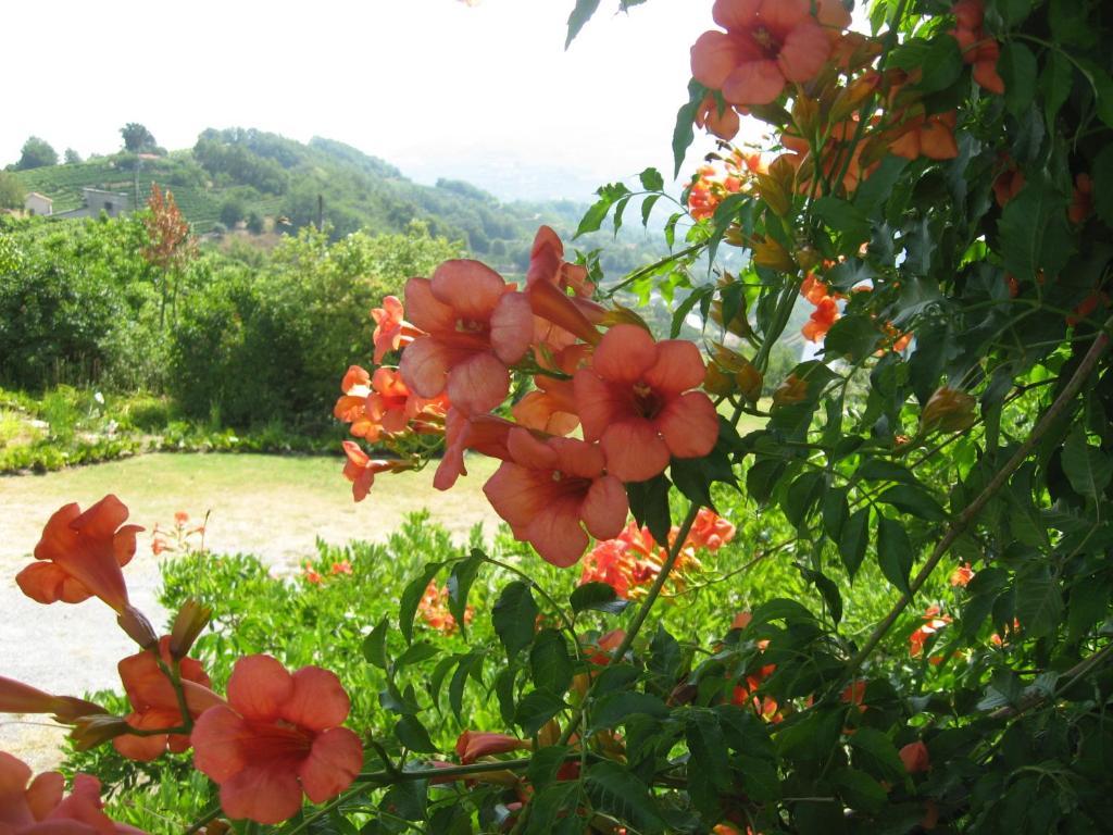 Agriturismo Cascina Serra Cossano Belbo 外观 照片